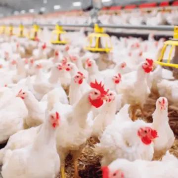 كرتونة البيض بـ 110 جنيهات.. أسعار البيض في كفر الشيخ يوم الجمعة 17 إبريل 2026